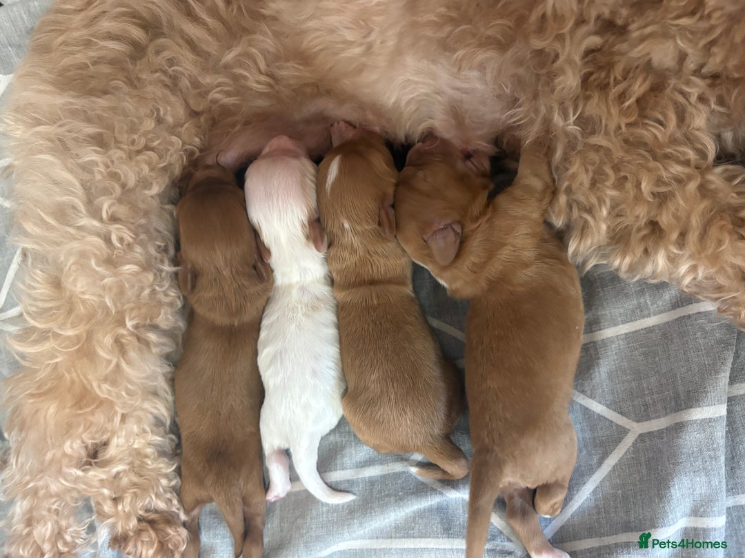 Cavapoo dogs for sale: Cavapoos - Image 9