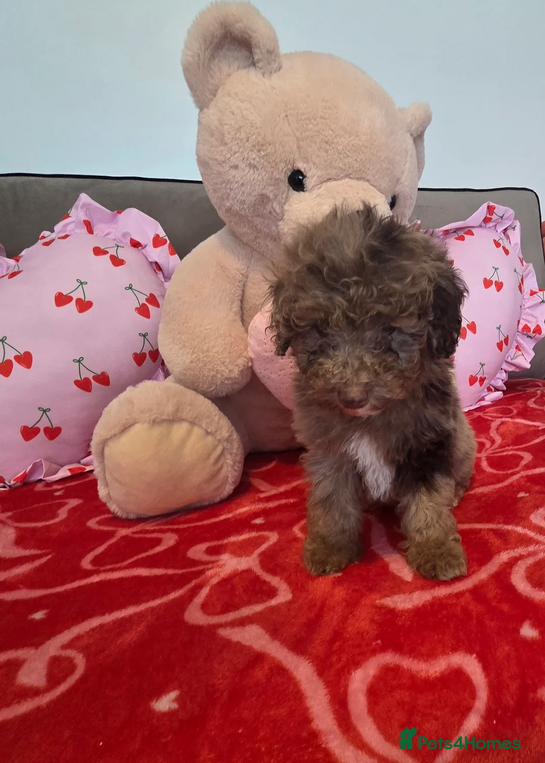 Toy Poodle dogs for sale: Gorgeous littler of x ** mall toy poodles  - Advert 16