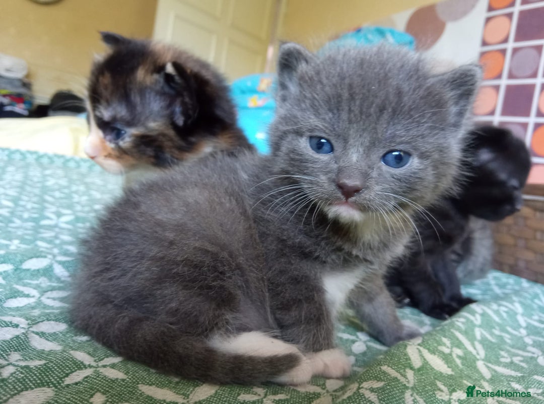 Mixed Breed cats for sale: 6 Gorgeous Kittens Looking for Forever Homes  - Image 15