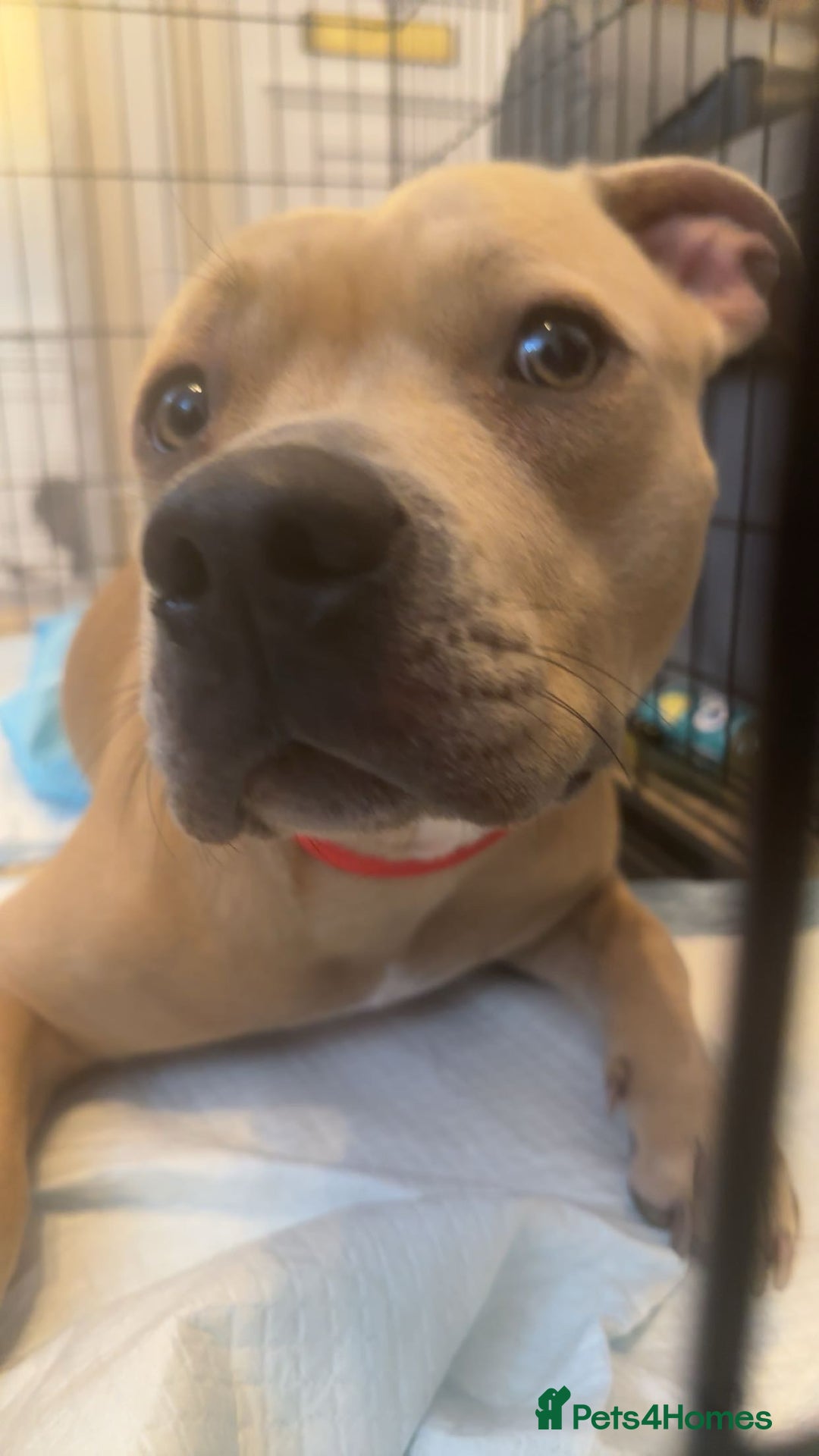 Staffordshire Bull Terrier dogs for sale: Staffordshire bull terrier  - Advert 4