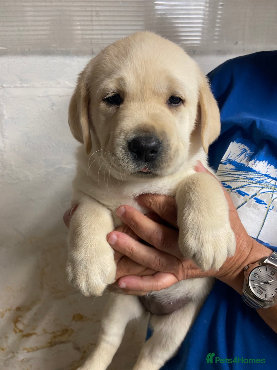 Labrador Retriever dogs for sale: Labrador Retievers  top quality Show type .  - Image 7