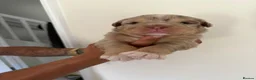 Olde English Bulldogge dogs for sale: Olde English fluffy Bulldogges in Bromsgrove - Advert 19