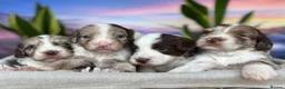 Sproodle dogs for sale: ✨RARE TRICOLOUR TUXEDO MERLE SPROODLES🐾❤️✨ TESTED - Advert 4