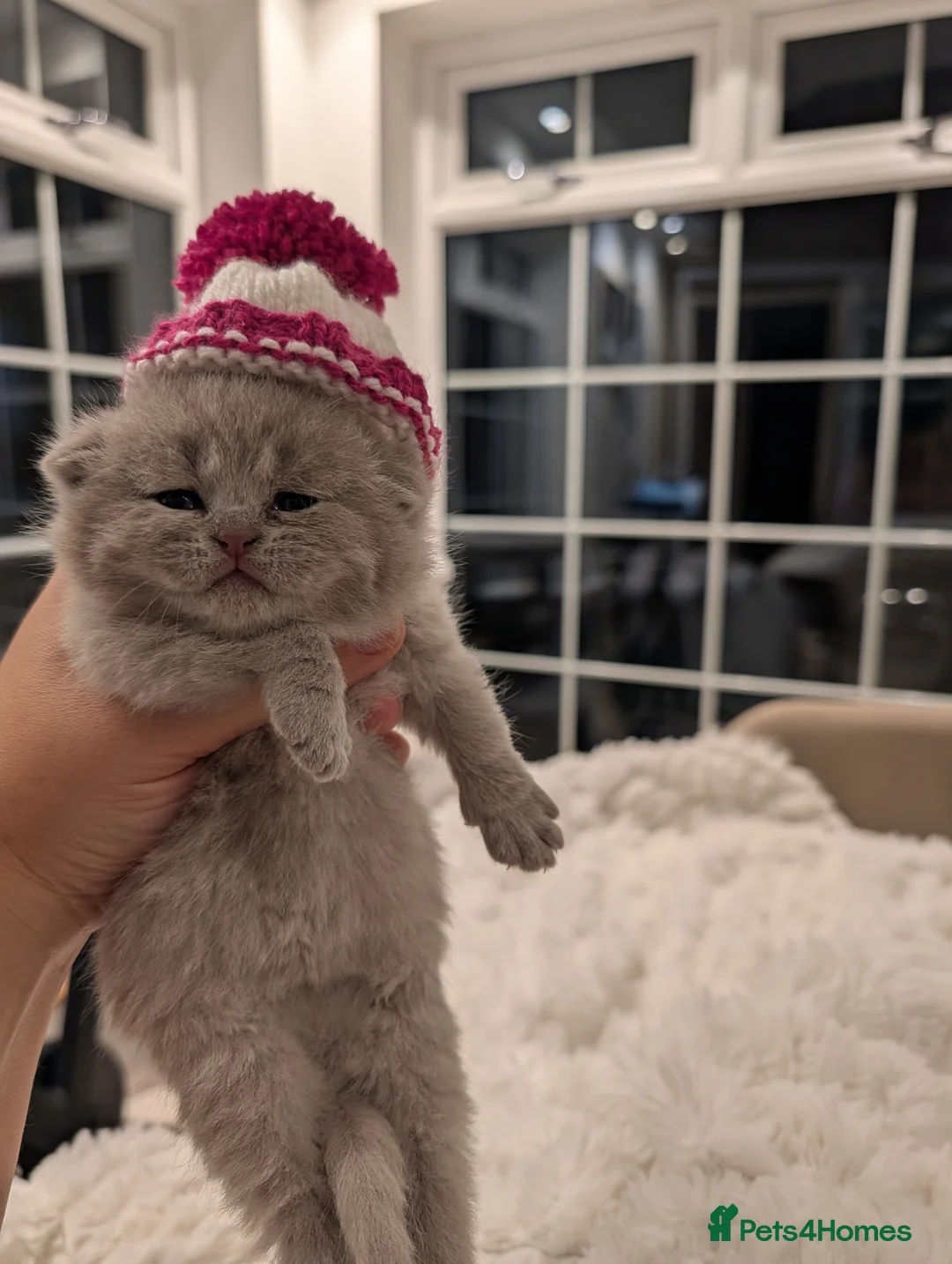 British Shorthair cats for sale: Lovely British shorthair looking for new home  - Advert 13