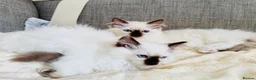 Ragdoll cats for sale: Ragdoll kittens  - Advert 21