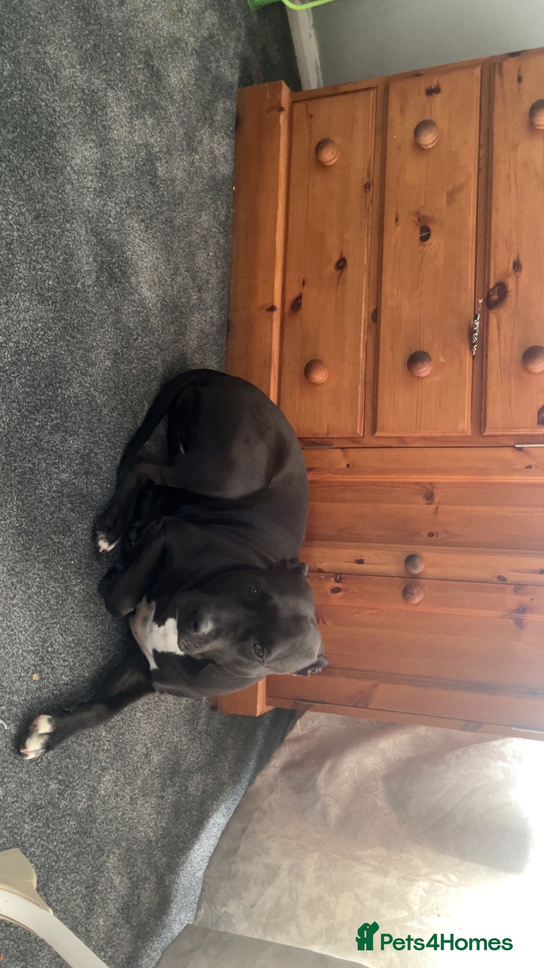 Mixed Breed dogs for sale: Staffyxboxer girl  - Image 4