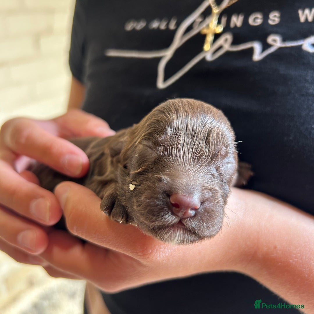 Cockapoo dogs for sale: 🌟 Stunning Cockapoo puppies 🌟  - Image 6