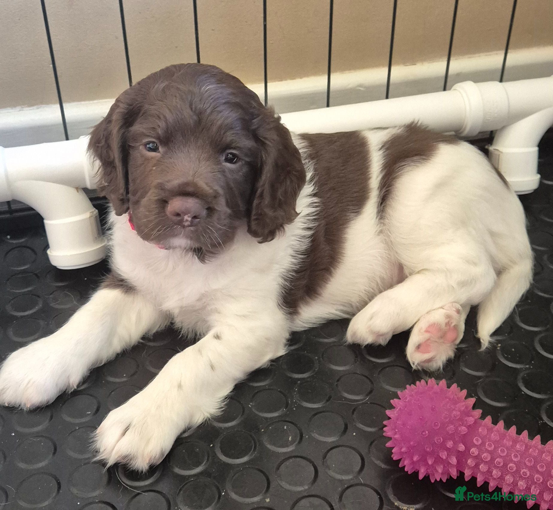 Sprocker dogs Sprocker pups - Advert 3