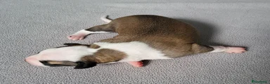 Whippet 4