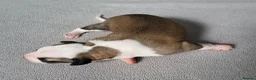 Whippet dogs for sale: KC Gorgeous Whippet pups. - Advert 12