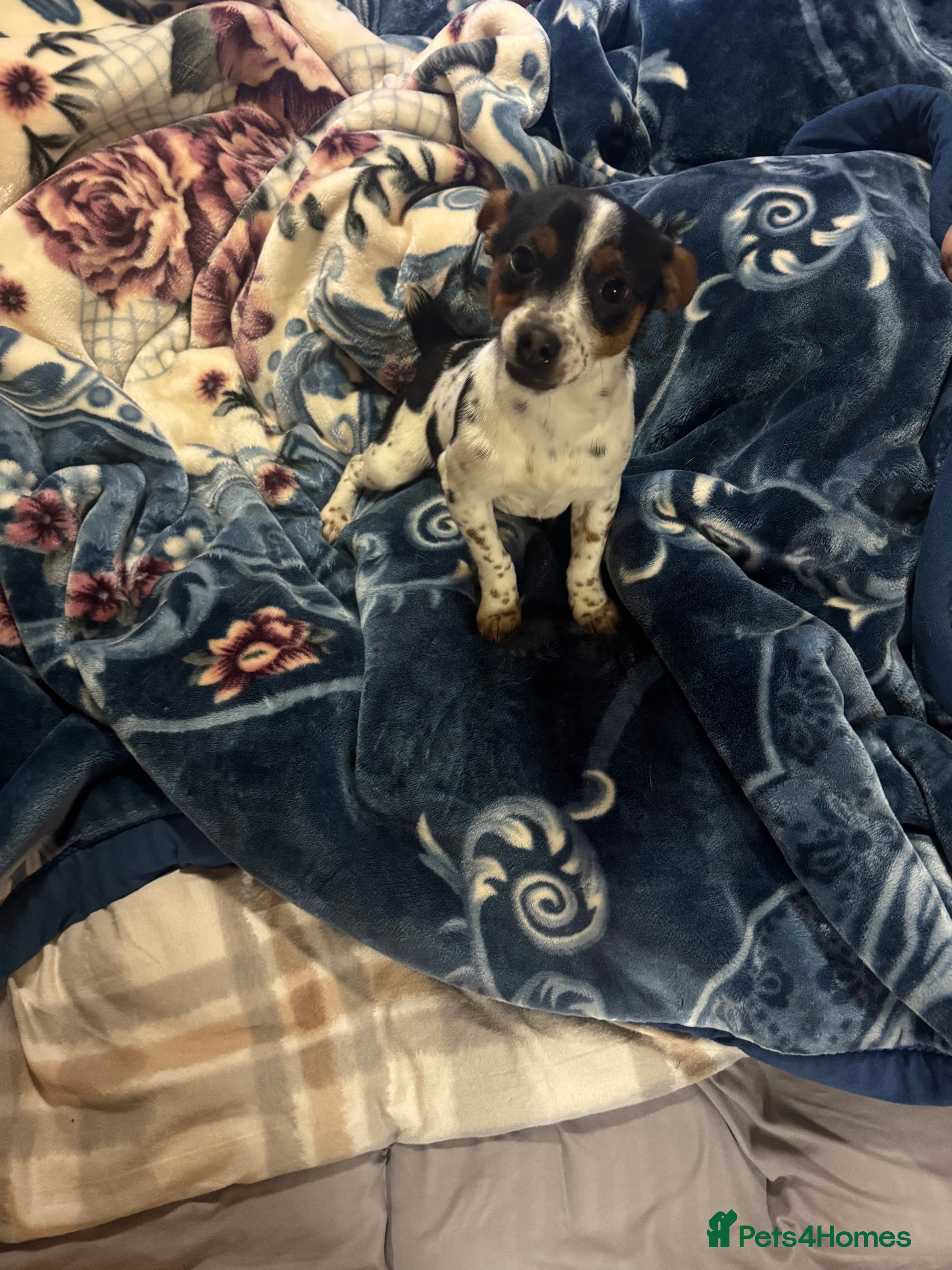 Jack Russell dogs Jack, Russell - Advert 2