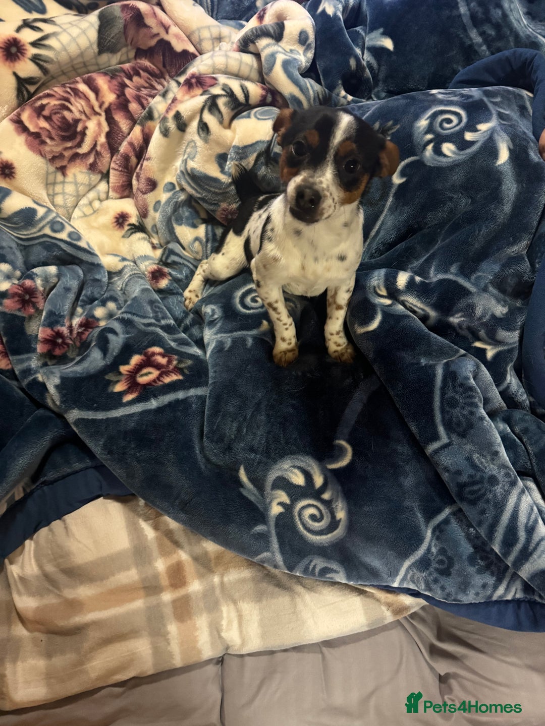 Jack Russell dogs for sale: Jack, Russell - Advert 1