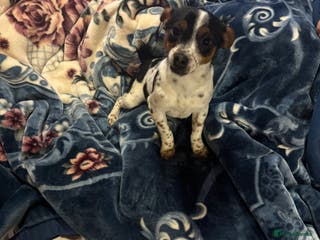 Jack Russell dogs Jack, Russell - Advert 2