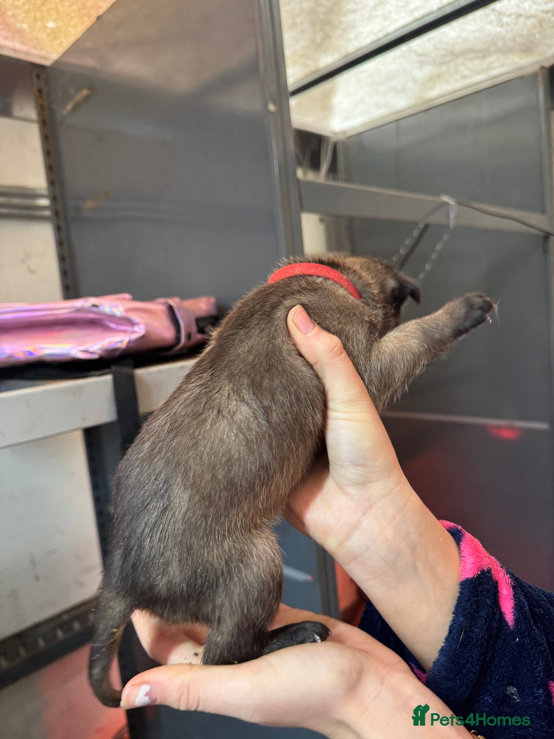 Belgian Shepherd Dog dogs for sale: 10 gorgeous Belgian Malinois pups - Advert 18