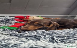 Miniature Dachshund dogs for sale: LAST TWO GORGEOUS MINIATURE DACHSHUNDS - Advert 4