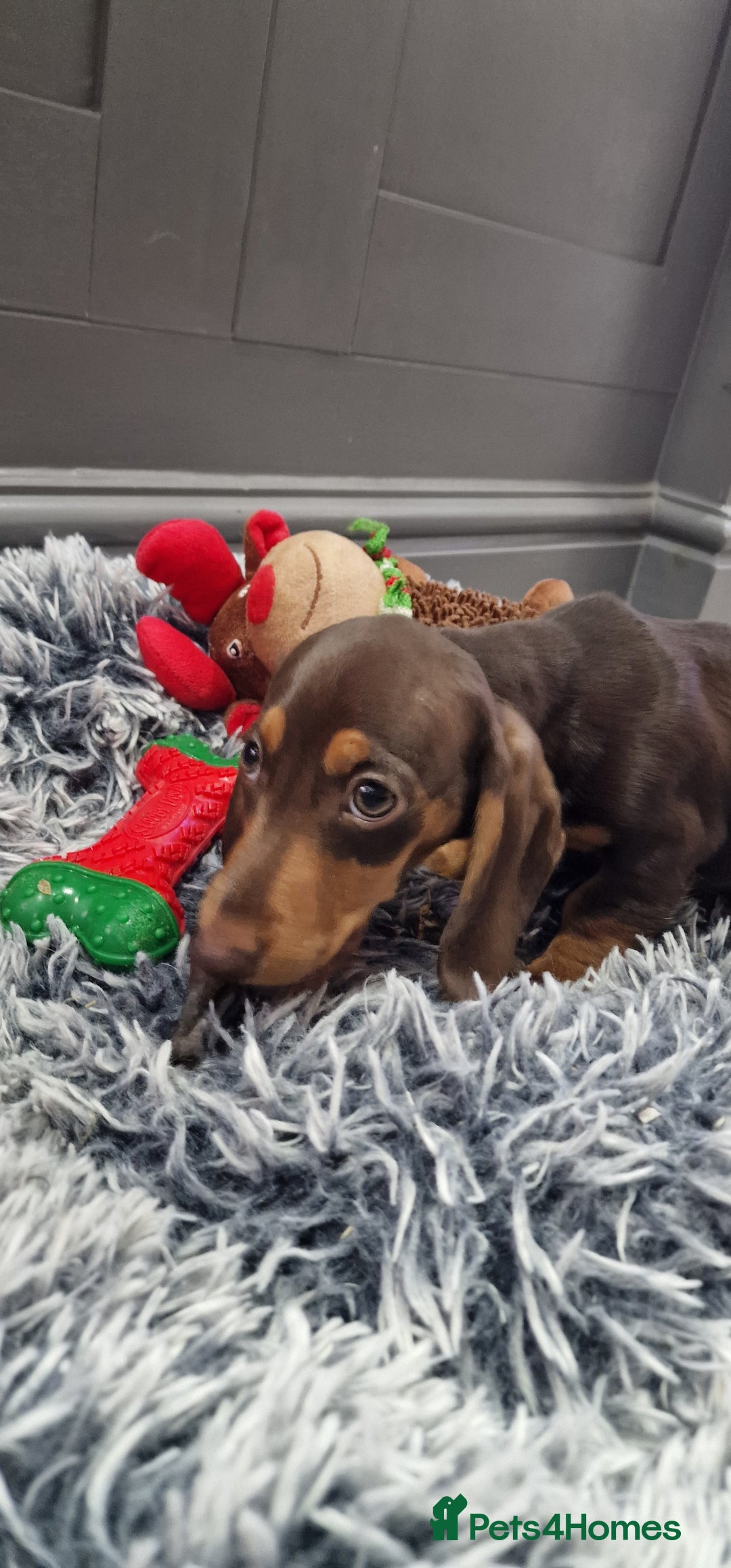 Miniature Dachshund dogs for sale: LAST TWO GORGEOUS MINIATURE DACHSHUNDS - Advert 4