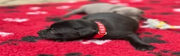 Staffordshire Bull Terrier dogs for sale: KC Health Tested Staffordshire Bull Terriers - Advert 5