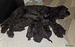 Cockapoo dogs for sale: Cockapoo puppies for sale - Image 1