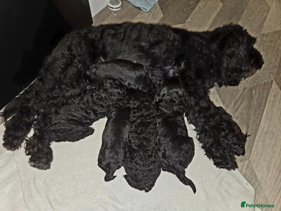 Cockapoo dogs for sale: Cockapoo puppies for sale - Image 1