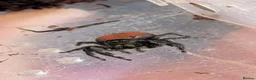 Spiders invertebrates for sale: Phiddipus carneus  - Advert 6