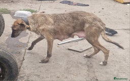 Mixed Breed dogs for sale: Lurcher  pups  - Image 9