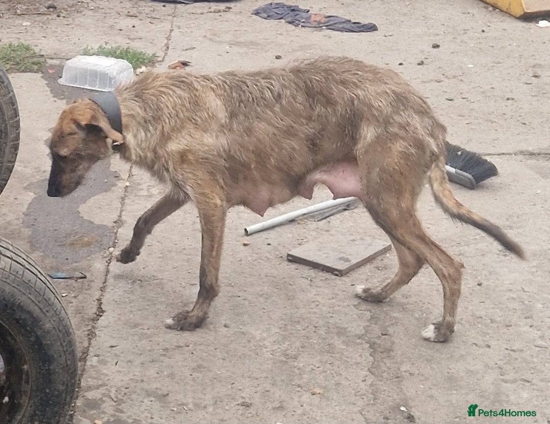 Mixed Breed dogs for sale: Lurcher  pups  - Image 9