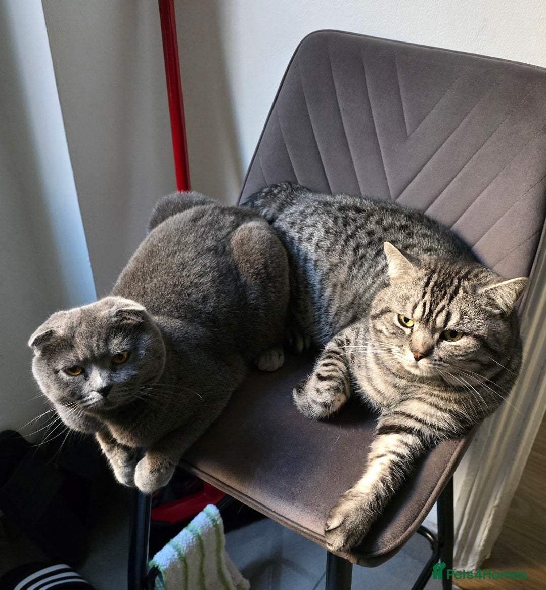 Scottish Fold cats for sale: Beautiful 😍 Scottish Fold/Straight kittens  - Advert 7