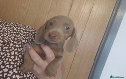 Miniature Dachshund dogs for sale: REDUCED !! Miniature dachshund puppies kc reg   - Image 27