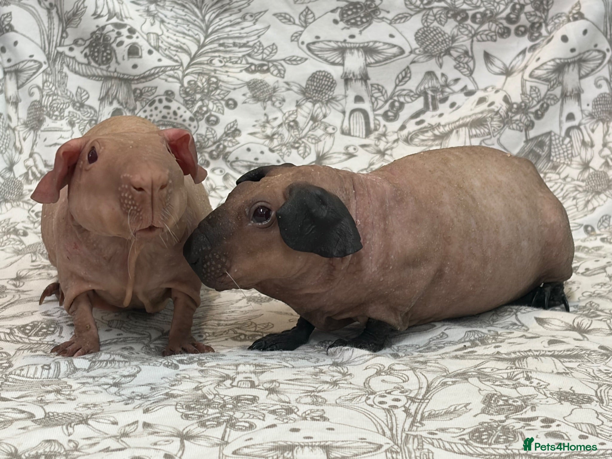 Guinea Pig rodents Pair of rate Baldwin baby boys  - Advert 2