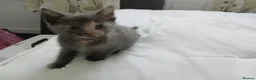 Mixed Breed cats for sale: Kittens 4 sale - Advert 3