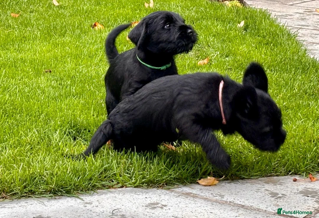 Schnauzer dogs for sale: Stunning Black female Schnauzer  - Advert 4