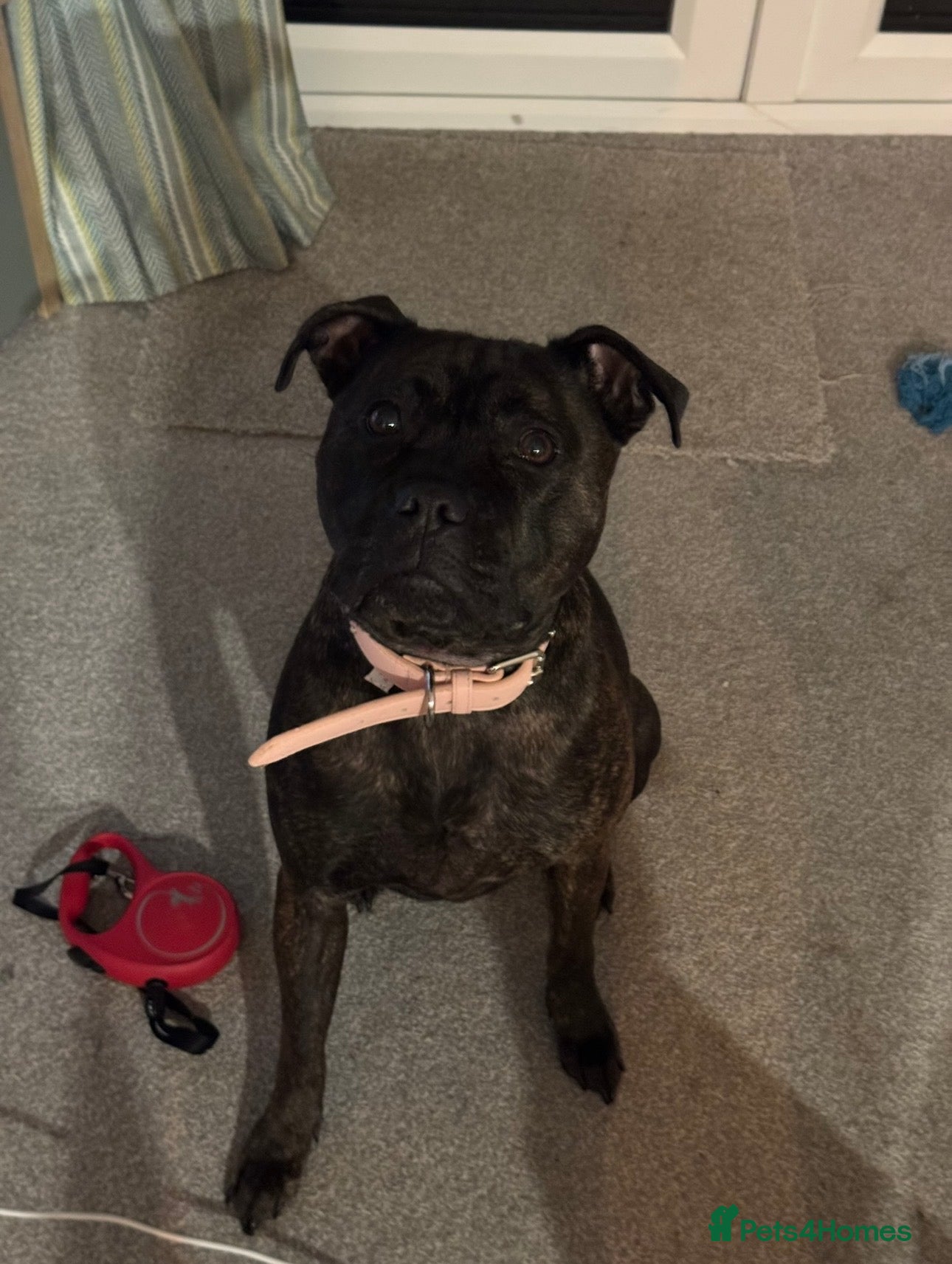 Staffordshire Bull Terrier dogs Are beautiful Staffy needs a home ❤️ - Advert 11