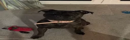 Staffordshire Bull Terrier dogs for sale: Are beautiful Staffy needs a home ❤️ - Advert 1