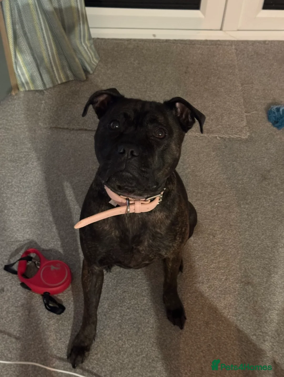 Staffordshire Bull Terrier dogs for sale: Are beautiful Staffy needs a home ❤️ - Advert 1