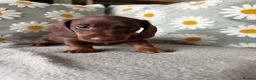 Miniature Dachshund dogs for sale: Puppies  - Advert 3