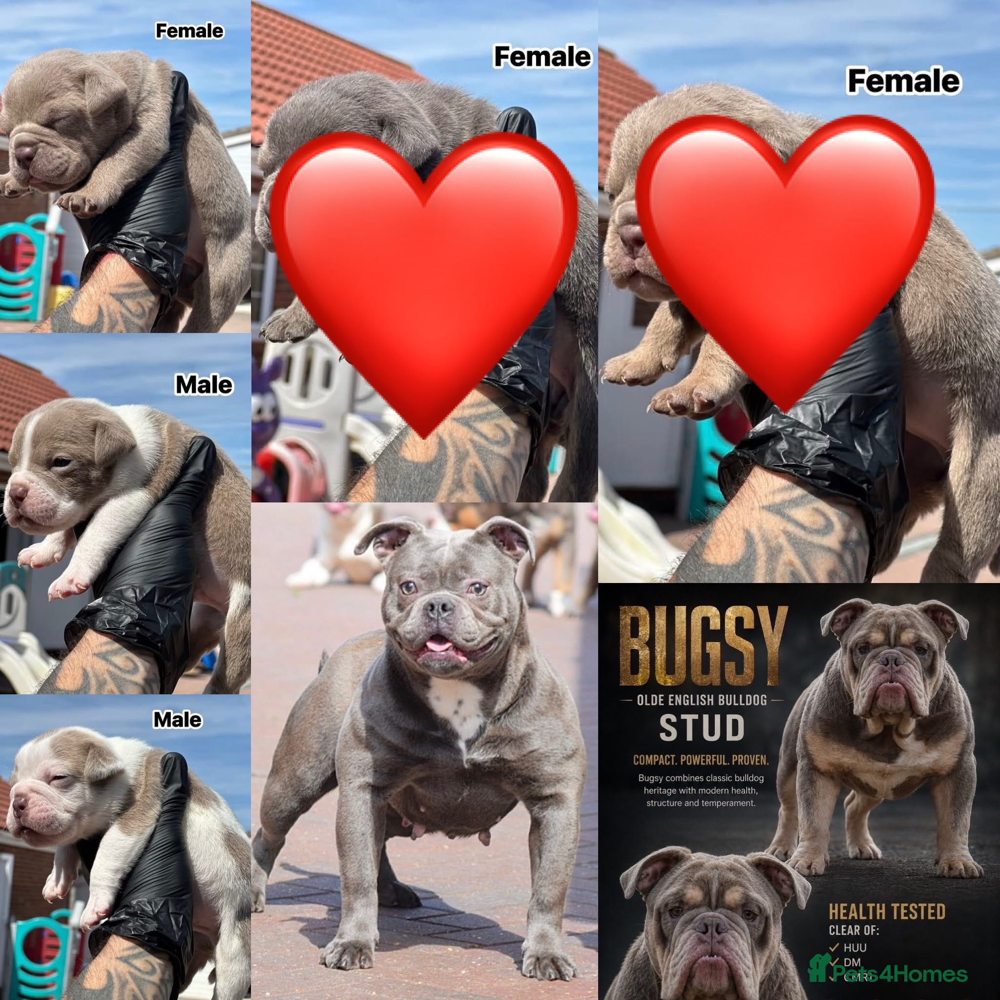 Olde English Bulldogge dogs 23 years 5⭐️LICENSED & REGISTERED, UK NO1  - Advert 12