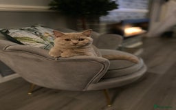 British Shorthair cats for sale: Lilac bi colour boy pure British shorthair ready😻 - Image 3