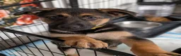 German Shepherd dogs for sale: **REDUCED**Beautiful German Shepherd Pups - Advert 1