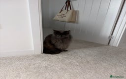 Maine Coon cats for sale: Maine Coon Girl - Image 2