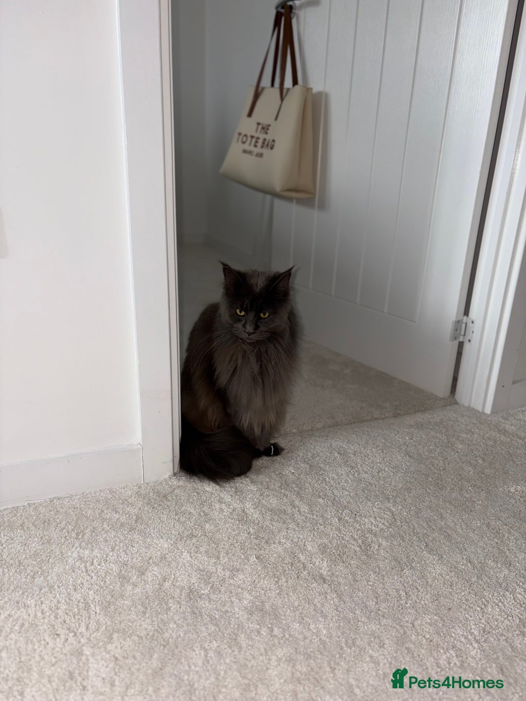 Maine Coon cats for sale: Maine Coon Girl - Image 2