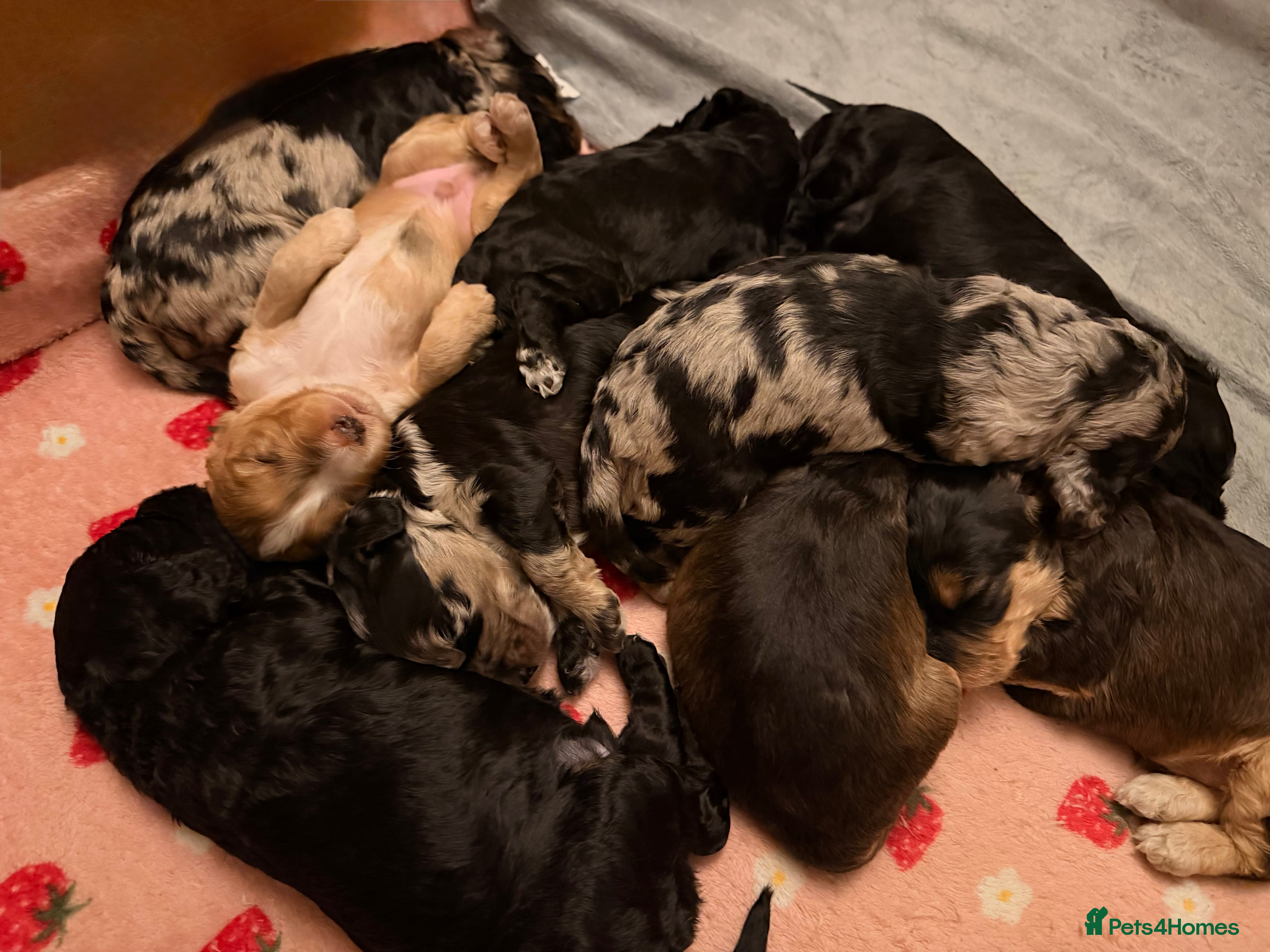 Cockapoo dogs F1 Cockapoo Puppies - Advert 4