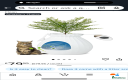 Mixed Breed cats for sale: Grey female kitten - Image 8