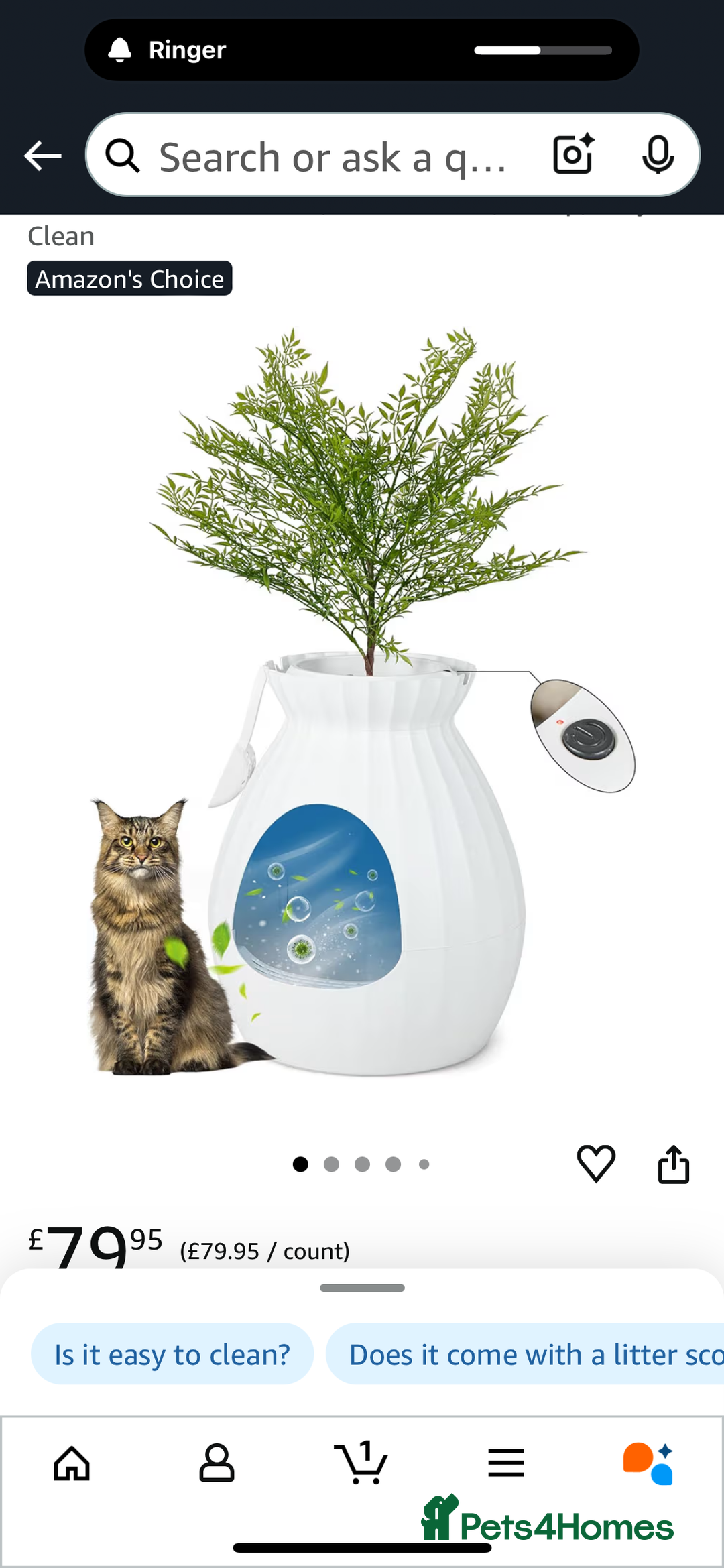 Mixed Breed cats for sale: Grey female kitten - Image 8