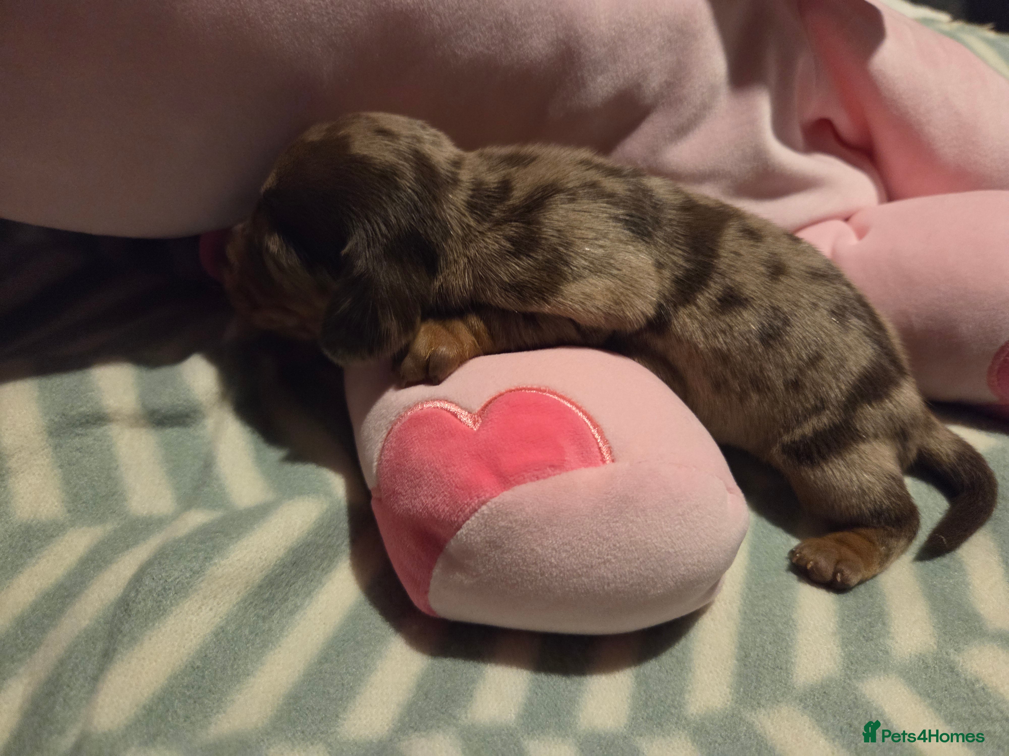 Miniature Dachshund dogs  Precious Miniature Dachshund Puppies   - Advert 9