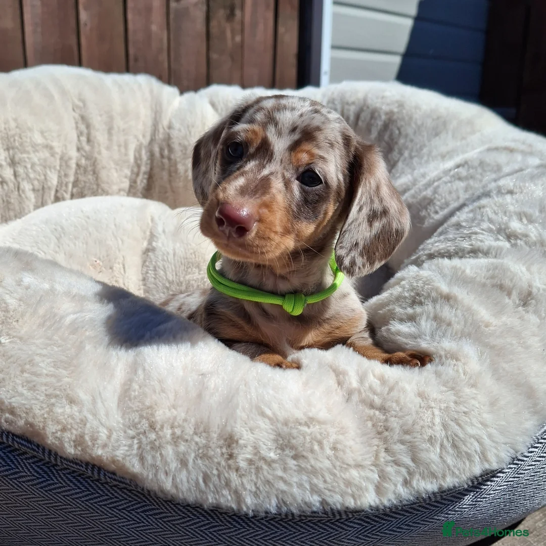 Dachshund dogs for sale: Minature Dachshund pups - Advert 1