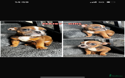 Olde English Bulldogge dogs for sale: Ready to leave Beautiful old English bulldog pups  - Image 15