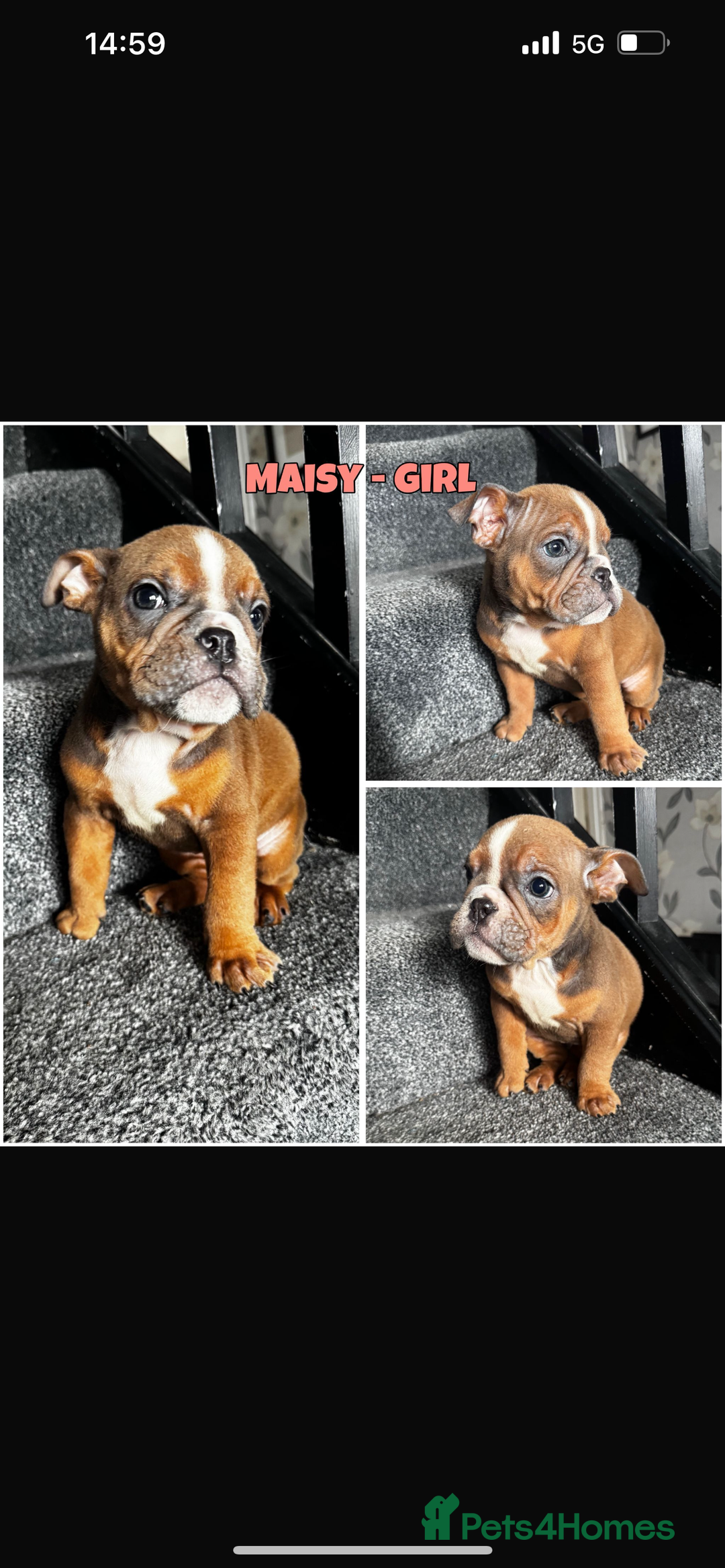 Olde English Bulldogge dogs for sale: Ready to leave Beautiful old English bulldog pups  - Image 15