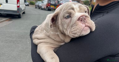 English Bulldog dogs - Advert 1