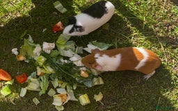 Guinea Pig rodents for sale: 2 female Guinea pigs  - Image 2