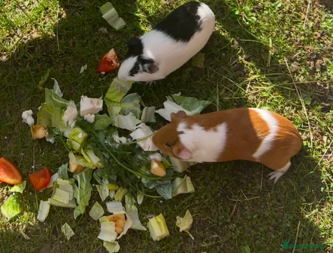 Guinea Pig rodents for sale: 2 female Guinea pigs  - Image 2